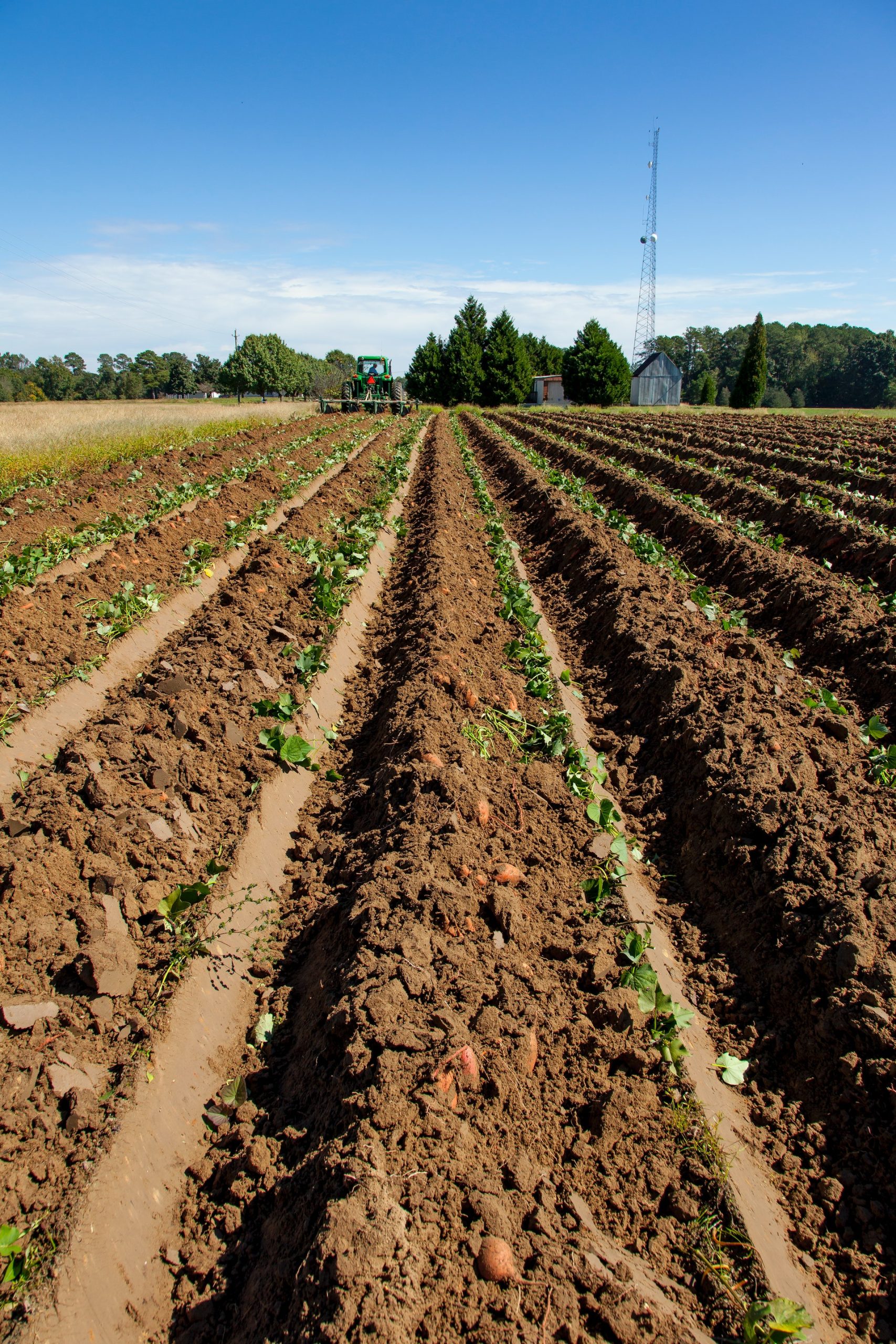 tractor-on-potato-plantation