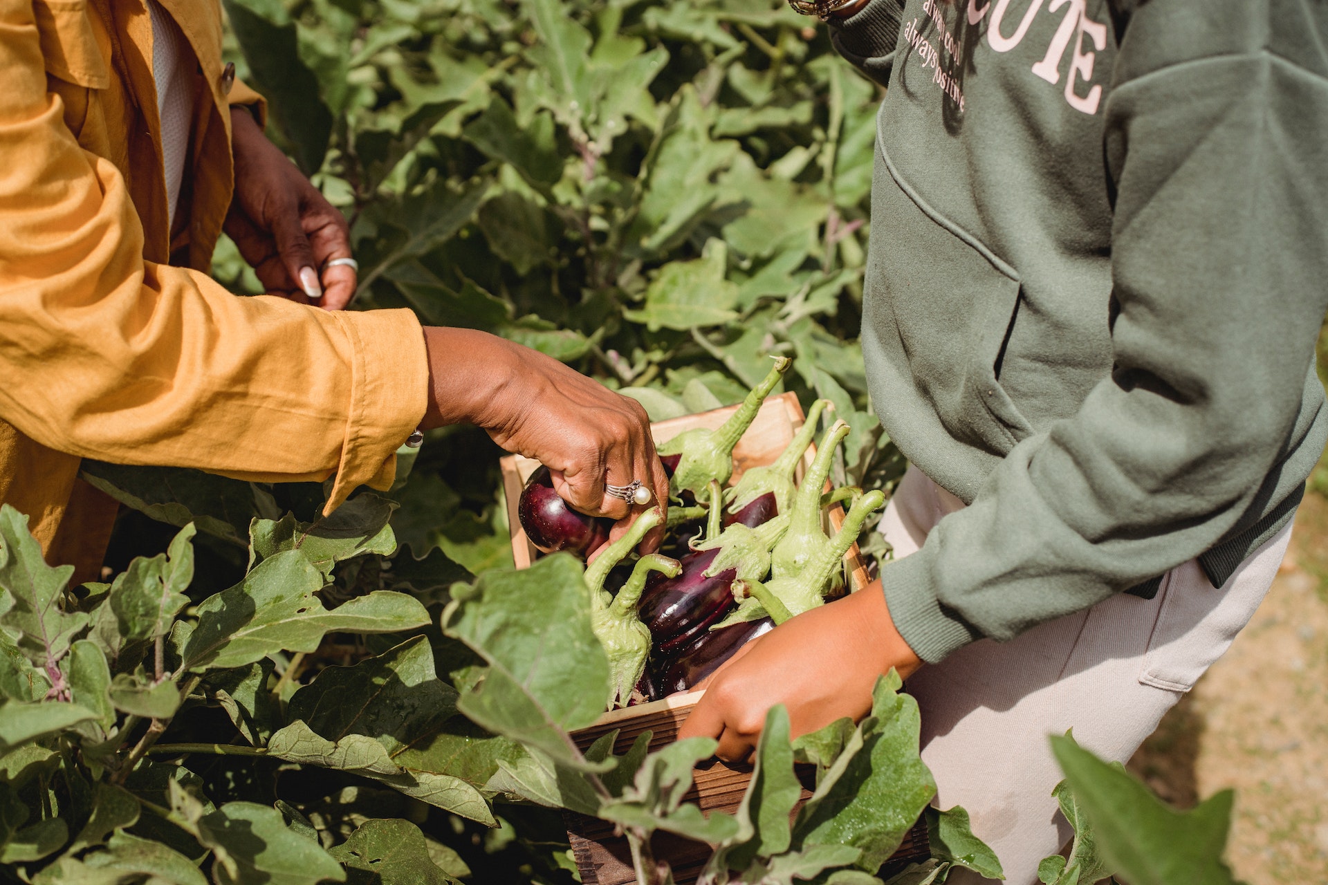 unrecognizable-farmers-harvesting-eggplants-in-garden-on-sunny-day